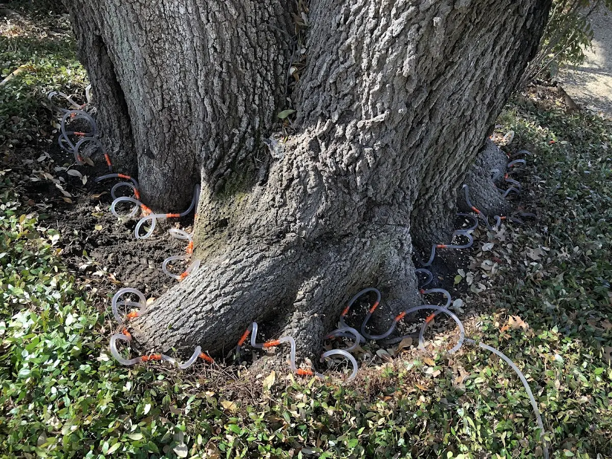 Detailed Tree Cabling and Bracing job site in Snow Lake